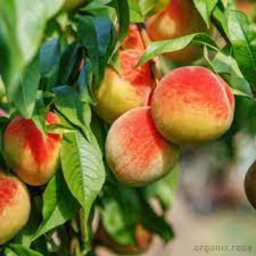 Peach/Aadu Fruit Plant Manufacturer & Supplier in India